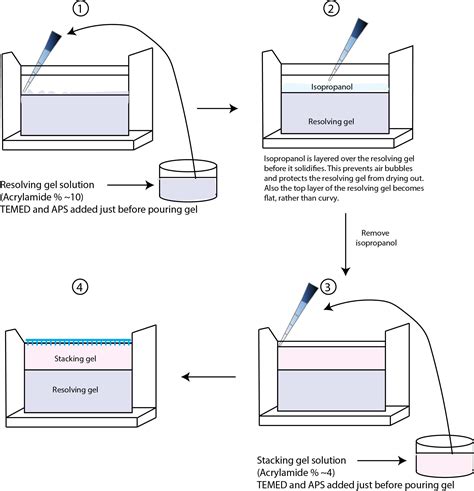 Protein Electrophoresis Using SDS.